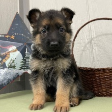 German Shepherd Dog Puppy Ned