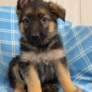 German Shepherd Dog Puppy Ned