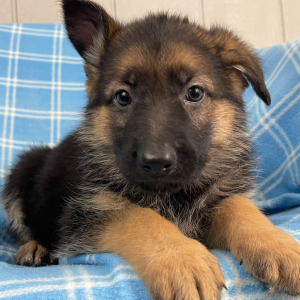 German Shepherd Dog Puppy Ned