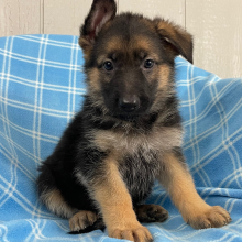German Shepherd Dog Puppy Ned