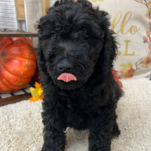 Goldendoodle Puppy Scarlet