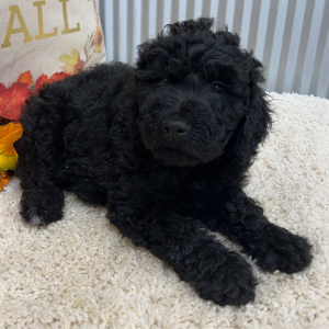 Goldendoodle Puppy Scarlet