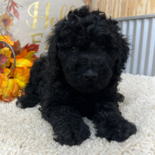 Goldendoodle Puppy Scarlet