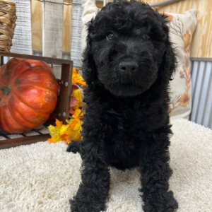 Goldendoodle Puppy Scarlet