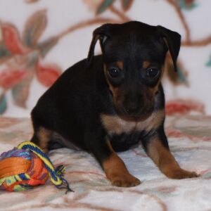 Miniature Pinscher Puppy Tessa