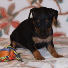 Miniature Pinscher Puppy Tessa