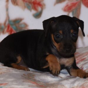Miniature Pinscher Puppy Tessa