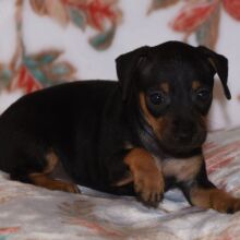 Miniature Pinscher Puppy Tessa