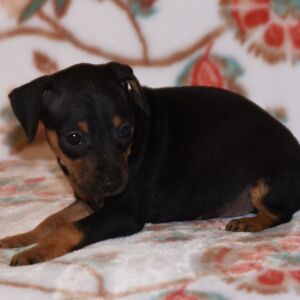 Miniature Pinscher Puppy Tessa