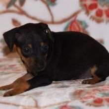 Miniature Pinscher Puppy Tessa