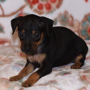 Miniature Pinscher Puppy Tessa
