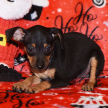 Miniature Pinscher Puppy Tessa