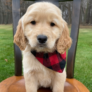 Golden Retriever Puppy Suzie