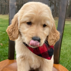 Golden Retriever Puppy Suzie