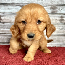 Golden Retriever Puppy Ruby