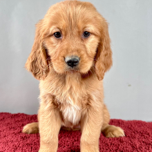 Golden Retriever Puppy Ruby