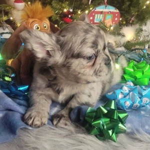 French Bulldog Puppy Fluffy Gizmo