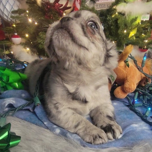 French Bulldog Puppy Fluffy Gizmo