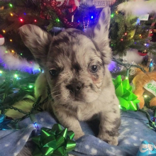 French Bulldog Puppy Fluffy Gizmo