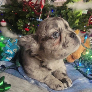 French Bulldog Puppy Fluffy Gizmo