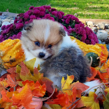 Pomeranian Puppy Banjo