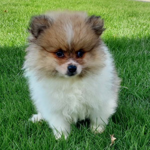 Pomeranian Puppy Banjo