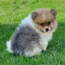 Pomeranian Puppy Banjo