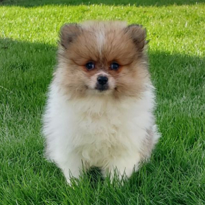 Pomeranian Puppy Banjo
