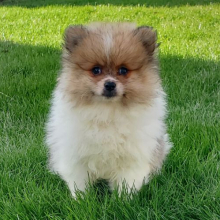 Pomeranian Puppy Banjo