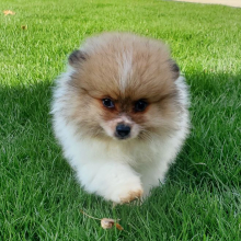 Pomeranian Puppy Banjo