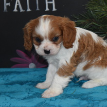 Cavalier King Charles Spaniel Puppy Maxbo