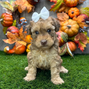 Havapoo Puppy Raina