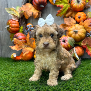 Havapoo Puppy Raina
