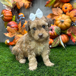 Havapoo Puppy Raina