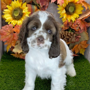 Cocker Spaniel Puppy Lucas