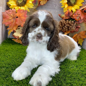 Cocker Spaniel Puppy Lucas