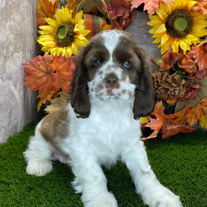 Cocker Spaniel Puppy Lucas