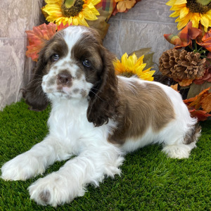 Cocker Spaniel Puppy Lucas