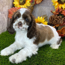 Cocker Spaniel Puppy Lucas