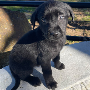 Labrador Retriever Puppy Blackjack