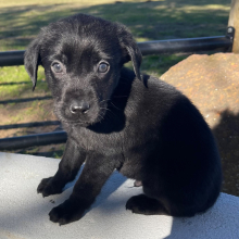 Labrador Retriever Puppy Blackjack