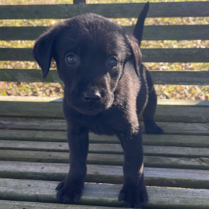 Labrador Retriever Puppy Blackjack