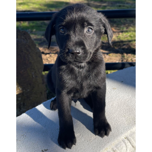 Labrador Retriever Puppy Blackjack