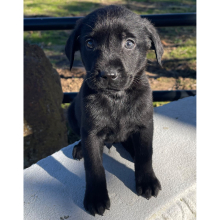 Labrador Retriever Puppy Blackjack