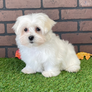 Maltese Puppy Jenna