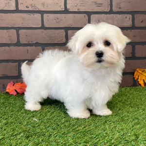 Maltese Puppy Jenna