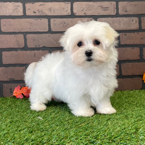 Maltese Puppy Jenna
