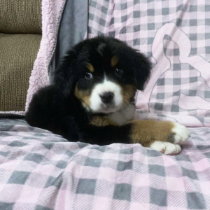 Bernese Mountain Dog Puppy Donald