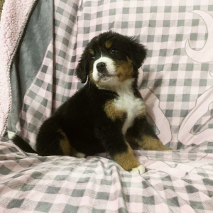 Bernese Mountain Dog Puppy Donald