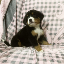 Bernese Mountain Dog Puppy Donald